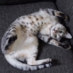 Sudi, Silver Mau, Male DOB 10-16-14