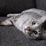 Sudi, Silver Mau, Male DOB 10-16-14