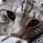 Sudi, Silver Mau, Male DOB 10-16-14