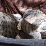 Sudi, Silver Mau, Male DOB 10-16-14