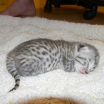 Sudi, Silver Mau, Male DOB 10-16-14