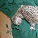 Sudi, Silver Mau, Male DOB 10-16-14