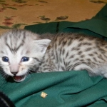 Sudi, Silver Mau, Male DOB 10-16-14