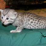 Sudi, Silver Mau, Male DOB 10-16-14