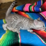 Sudi, Silver Mau, Male DOB 10-16-14