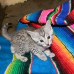 Sudi, Silver Mau, Male DOB 10-16-14