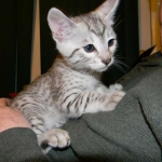 Sudi, Silver Mau, Male DOB 10-16-14