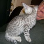 Sudi, Silver Mau, Male DOB 10-16-14