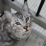 Sudi, Silver Mau, Male DOB 10-16-14