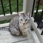 Sudi, Silver Mau, Male DOB 10-16-14