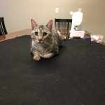 Sudi, Silver Mau, Male DOB 10-16-14