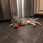 Sudi, Silver Mau, Male DOB 10-16-14