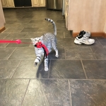 Sudi, Silver Mau, Male DOB 10-16-14