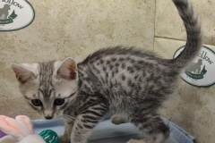 Egyptian Mau Silver Male #2 DOB 10-28-23
