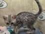 Egyptian Mau Silver Male #2 DOB 10-28-23