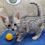 Mau silver Male kitten DOB 10-28-23