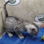 Mau silver Male kitten DOB 10-28-23