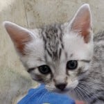 Mau silver Male kitten DOB 10-28-23