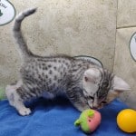 Mau silver Male kitten DOB 10-28-23