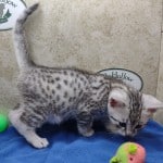 Mau silver Male kitten DOB 10-28-23