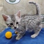 Mau silver Male kitten DOB 10-28-23