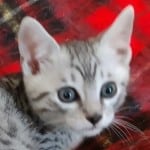 Mau silver Male kitten DOB 10-28-23