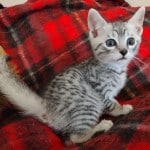 Mau silver Male kitten DOB 10-28-23