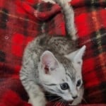 Mau silver Male kitten DOB 10-28-23