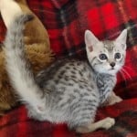 Mau silver Male kitten DOB 10-28-23