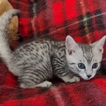 Mau silver Male kitten DOB 10-28-23