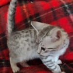 Mau silver Male kitten DOB 10-28-23