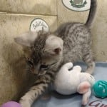 Mau silver Male kitten DOB 10-28-23
