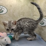 Mau silver Male kitten DOB 10-28-23