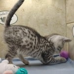 Mau silver Male kitten DOB 10-28-23