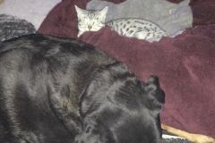 Imhotep, Egyptian Mau, Silver, Male #2, DOB 10-3-17