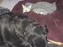 Imhotep, Egyptian Mau, Silver, Male #2, DOB 10-3-17