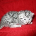 Mau, Silver, Male, DOB 10-3-17