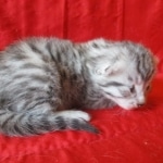 Mau, Silver, Male, DOB 10-3-17