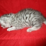 Mau, Silver, Male, DOB 10-3-17