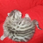 Mau, Silver, Male, DOB 10-3-17