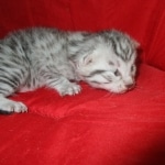 Mau, Silver, Male, DOB 10-3-17