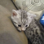 Mau, Silver, Male, DOB 10-3-17