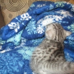 Mau, Silver, Male, DOB 10-3-17