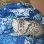 Mau, Silver, Male, DOB 10-3-17