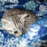 Mau, Silver, Male, DOB 10-3-17