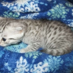 Mau, Silver, Male, DOB 10-3-17