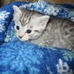 Mau, Silver, Male, DOB 10-3-17