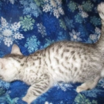 Mau, Silver, Male, DOB 10-3-17