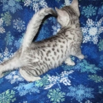 Mau, Silver, Male, DOB 10-3-17