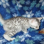 Mau, Silver, Male, DOB 10-3-17